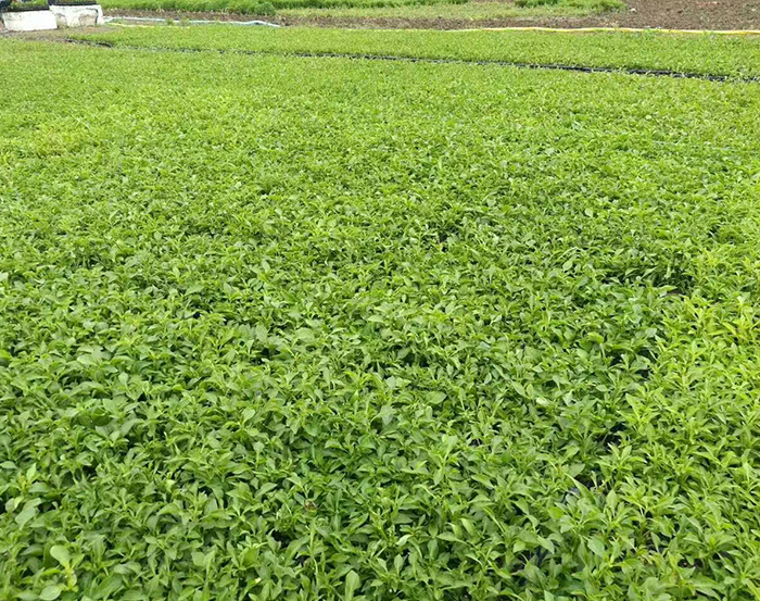 五色草